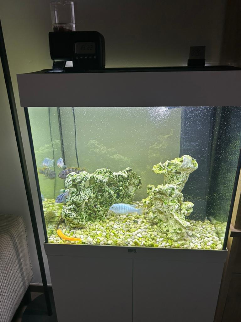 Aquarium met vissen en toebehoren, Dieren en Toebehoren, Ophalen, Zo goed als nieuw, Juwel