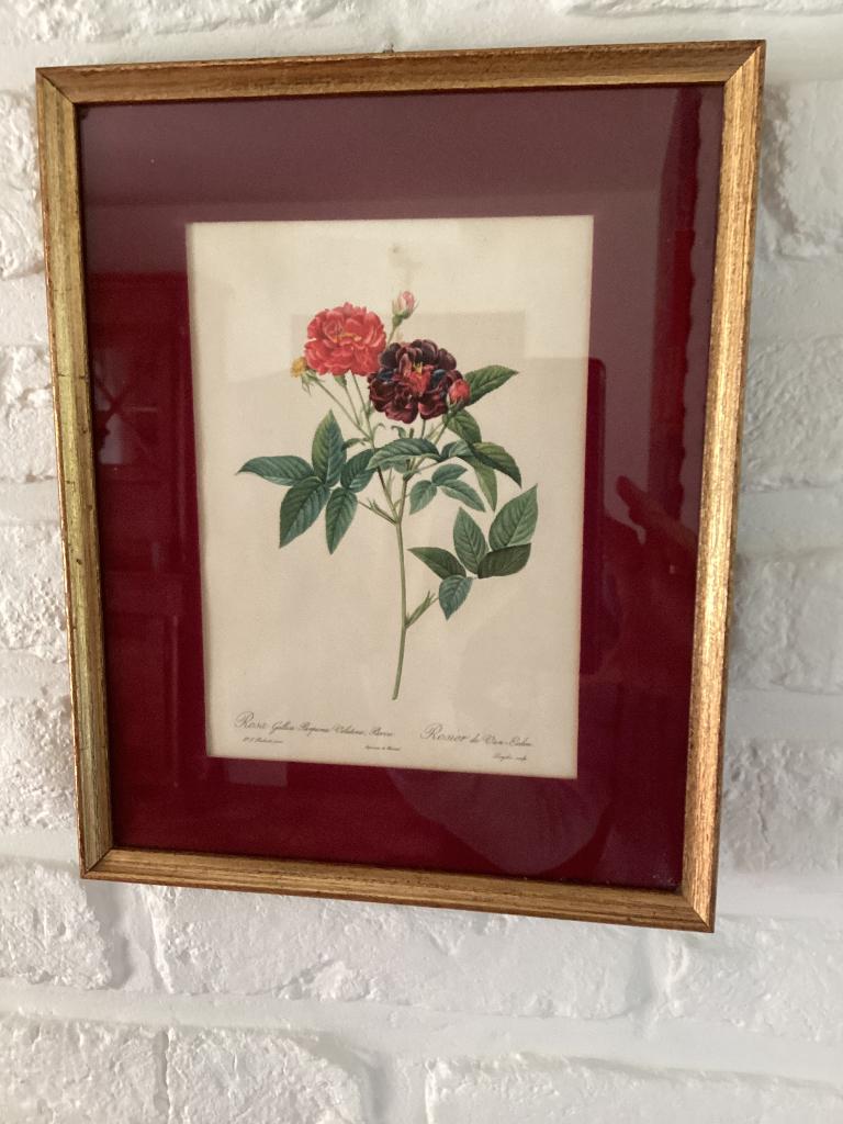Reproductie van een botanische plaat door PJ Redouté, Ophalen