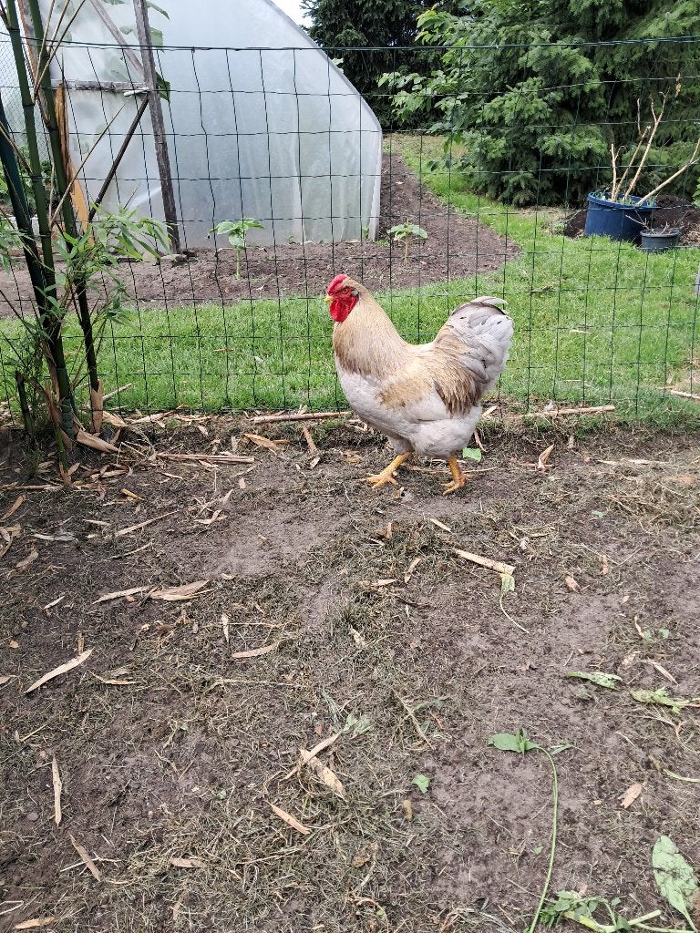 Wyandottehaan, Dieren en Toebehoren, Pluimvee, Mannelijk, Kip