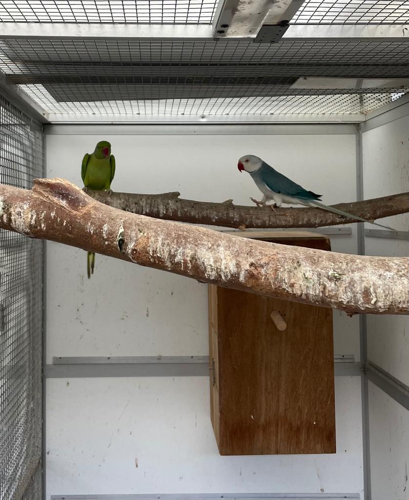 Kweekkoppel halsbandparkieten, Dieren en Toebehoren, Parkiet, Geringd
