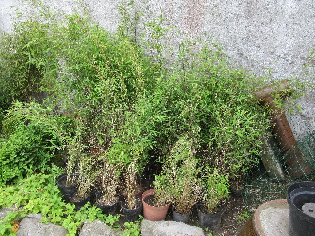 bamboeplanten, Ophalen, Vaste plant, Overige soorten