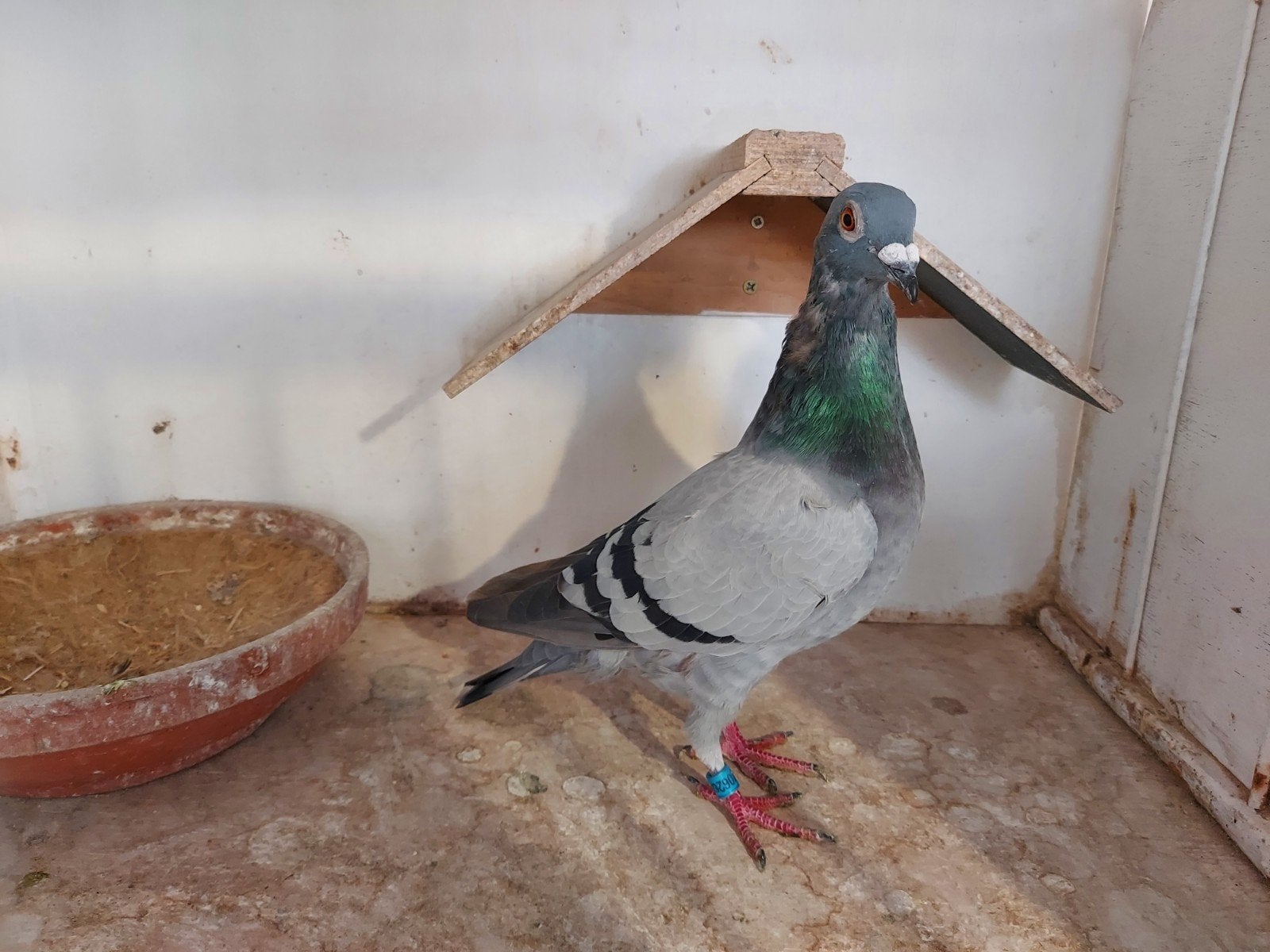 duiver 2026, Mâle, Pigeon voyageur