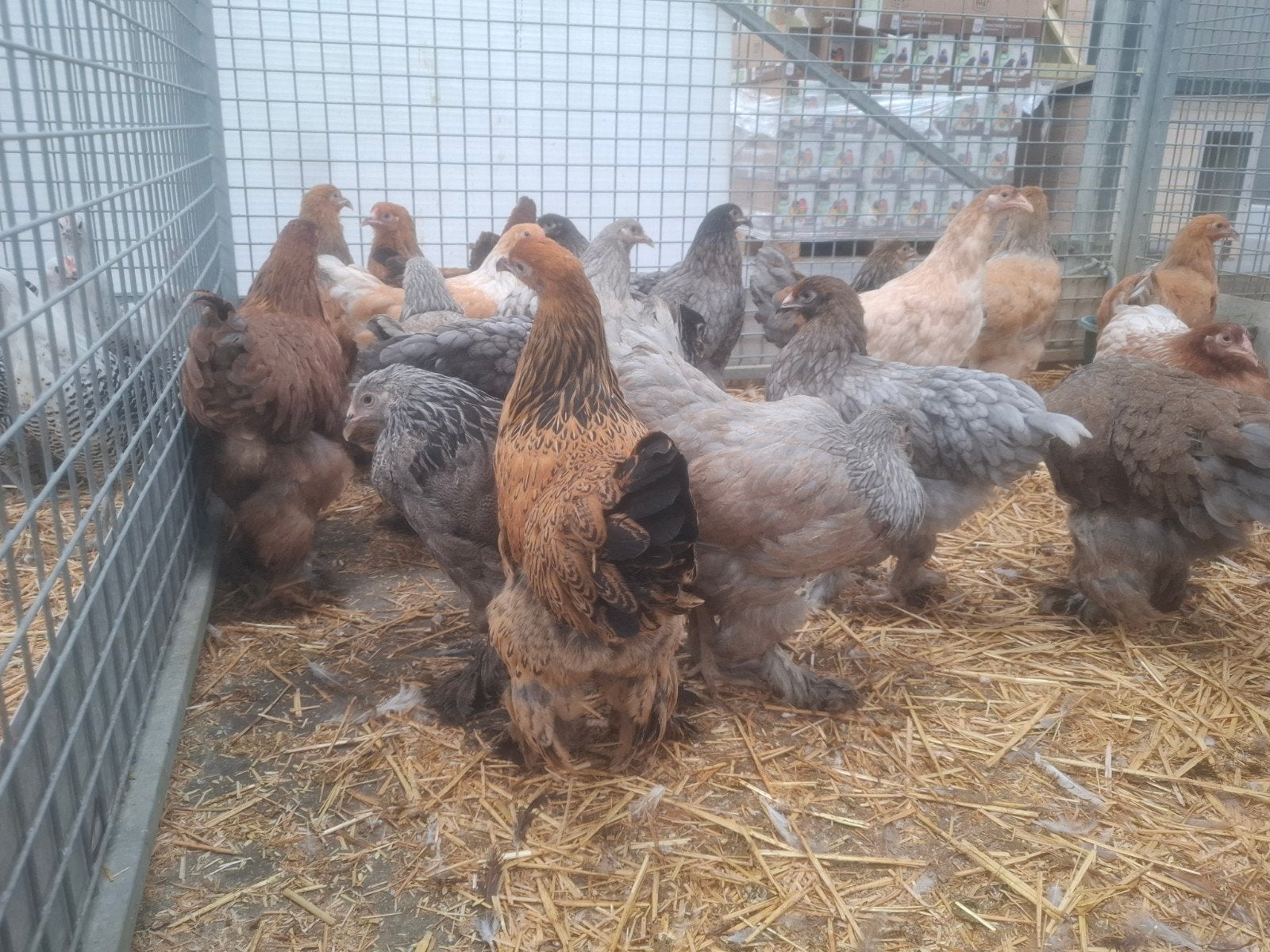 prachtige brahma kippen en hanen, in vele kleuren, Meerdere dieren, Kip