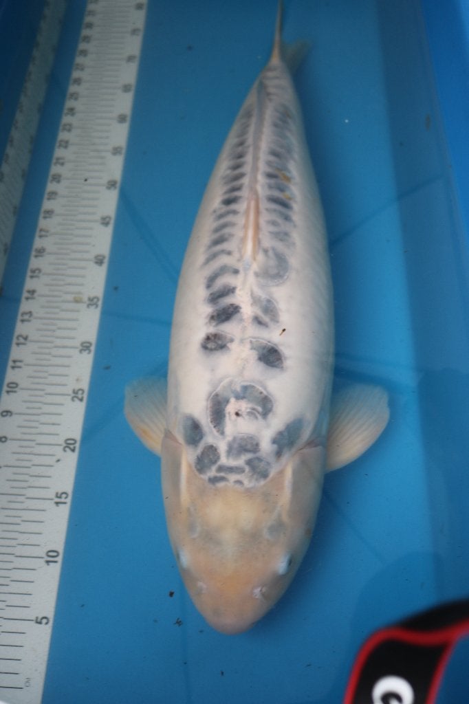 prachtige koi, Dieren en Toebehoren, Karper of Koi