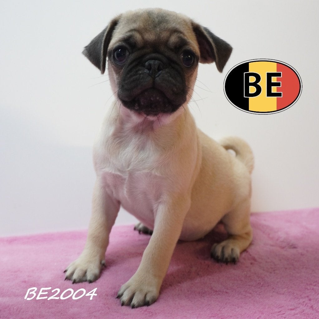 Carlin - des chiots pleins de joie de vivre à vendre, Commerçant, Autres races, 8 à 15 semaines, Plusieurs