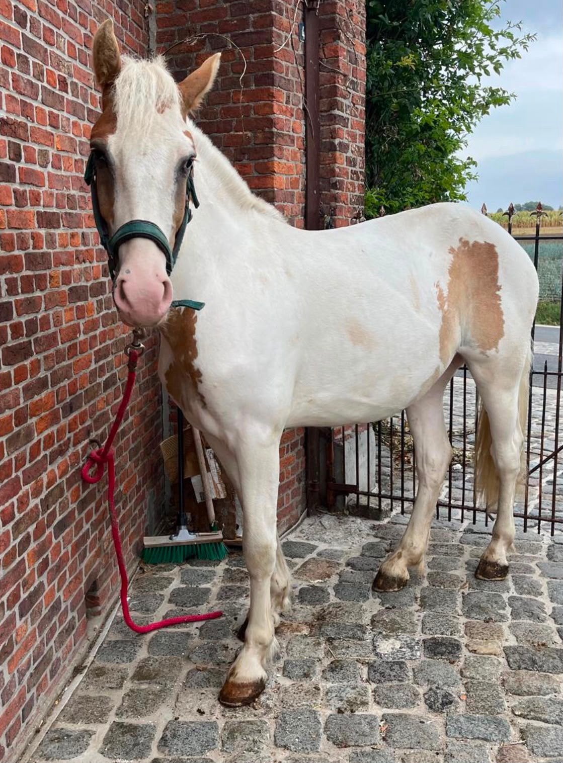 2jarige merrie, Dieren en Toebehoren, Merrie