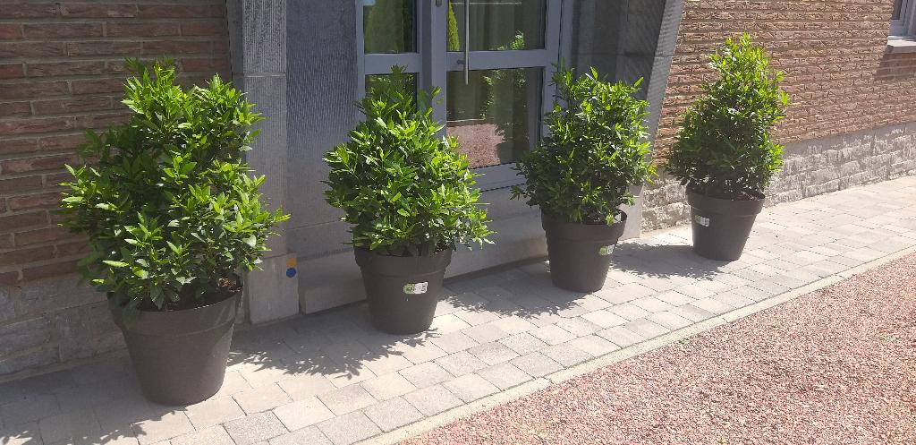 Laurier jardin,déco terrasse,porte d'entrée,piscine, veranda, Jardin & Terrasse, Plantes | Arbustes & Haies, Enlèvement, Laurier