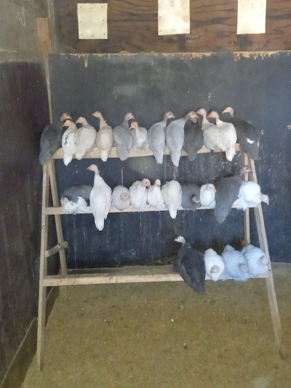 jonge Parelhoenders, Dieren en Toebehoren