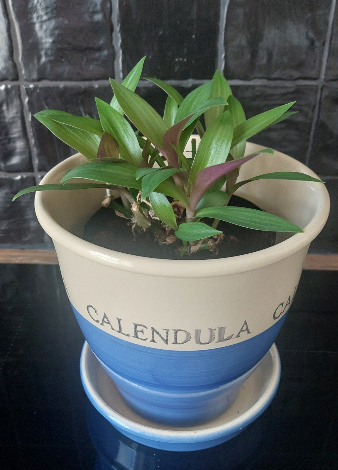 Plantes d'intérieur, Enlèvement