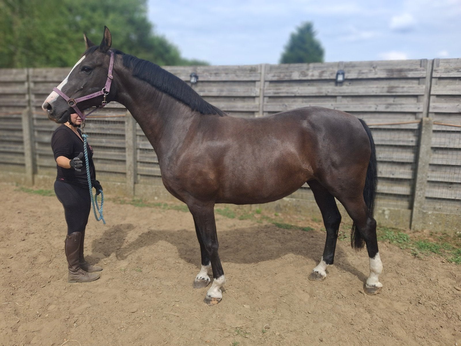 spring paard