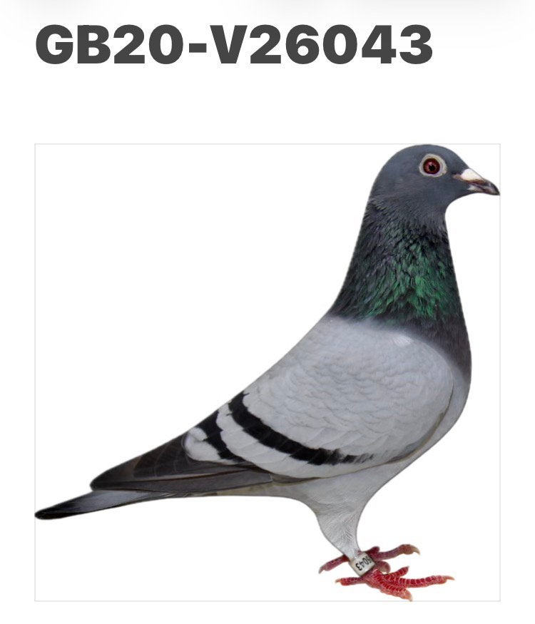 Duivin 2020 bloedlijn Harry J . Hooymans, Dieren en Toebehoren, Vogels | Duiven, Vrouwelijk, Postduif