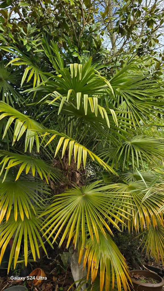 Jeunes palmiers Trachycarpus Winsan x Fortunei, Enlèvement ou Envoi, Été