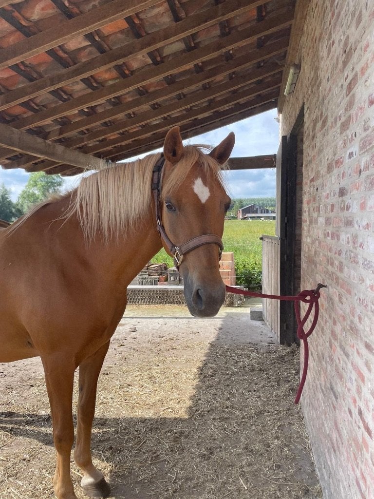 Lieve pony zoekt 5 thuis, Dieren en Toebehoren, Merrie, Zadelmak, Gechipt, 11 jaar of ouder
