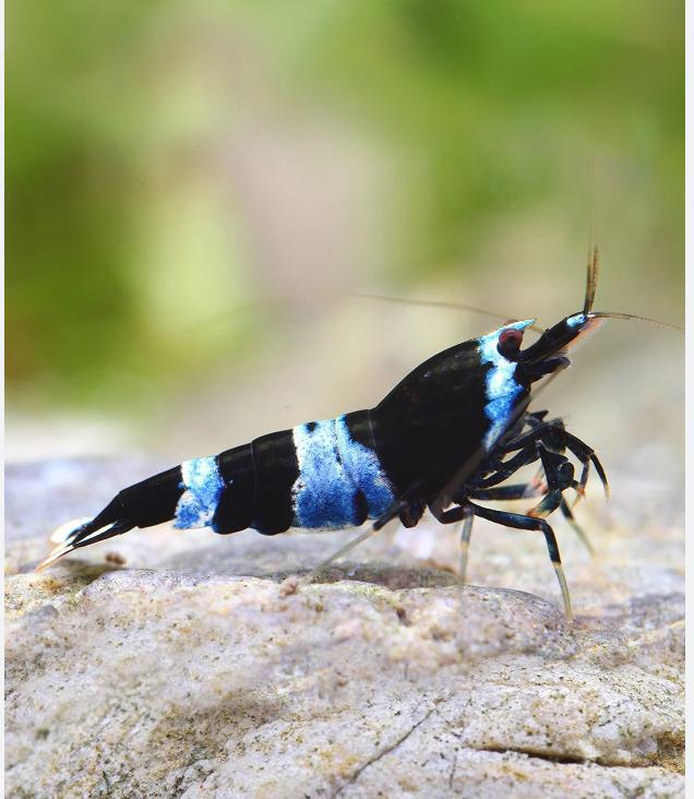 Shadow panda verzending mogelijk, Dieren en Toebehoren, Vissen | Aquariumvissen, Zoetwatervis, Kreeft, Krab of Garnaal, Schoolvis