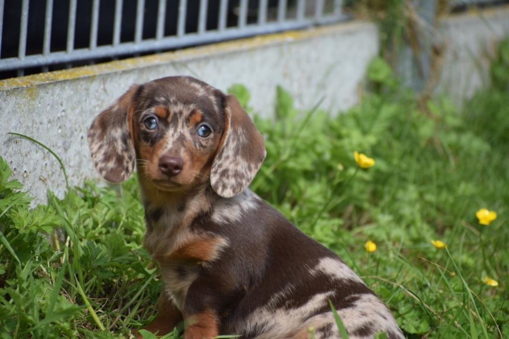 Teckel pups direct beschikbaar, Dieren en Toebehoren, Honden | Teckels en Dashonden, België, 8 tot 15 weken, Korthaar, Dwerg