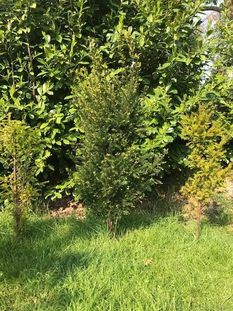 TAXUS PLANTEN, Volle zon, Vaste plant, Lente, Ophalen