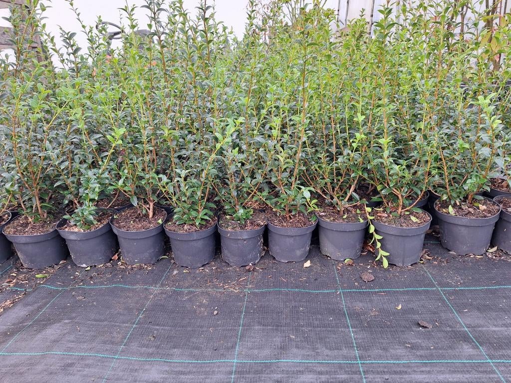 ‼️osmanthus Burkwoodii aan promoprijzen ‼️, Enlèvement