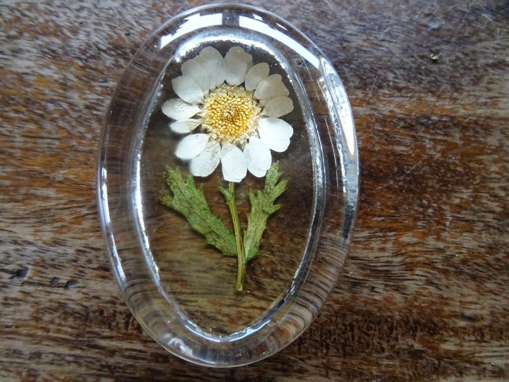 Curiosities presse-papiers avec fleur séchée marguerite 1970, Enlèvement ou Envoi
