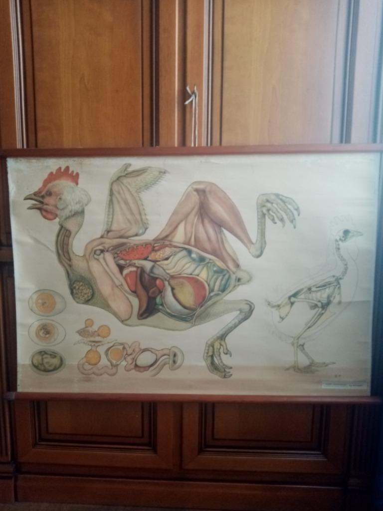 Twee schoolposters Anatomie in linnen/katoen uit de jaren 70, Ophalen, Gebruikt, Deurposter of groter, Canvas of Doek