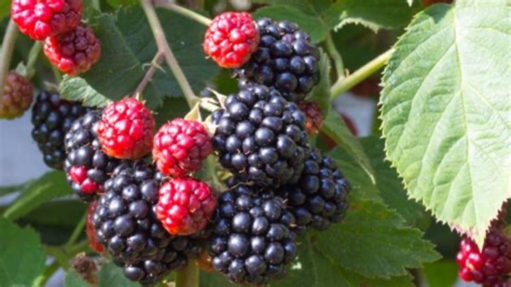 Bramen, Tuin en Terras, Ophalen of Verzenden