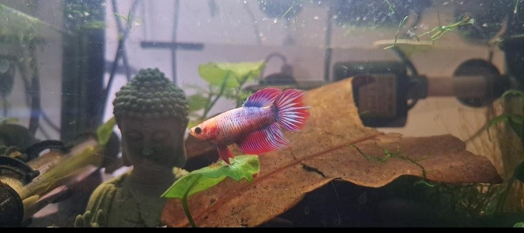 Prachtige Koi & Galaxy Betta Jongen (Plakat) (zeldzaam), Poisson, Poisson d'eau douce