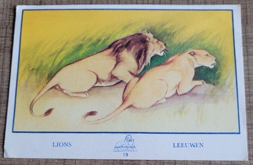 Prent: leeuwen (Delhaize), Verzamelen, Ophalen of Verzenden, Zo goed als nieuw, Dier, Prent