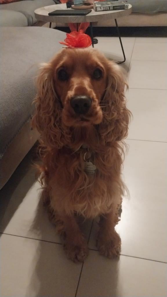 Hondenopvang, Dieren en Toebehoren, Honden-accessoires, Ophalen of Verzenden