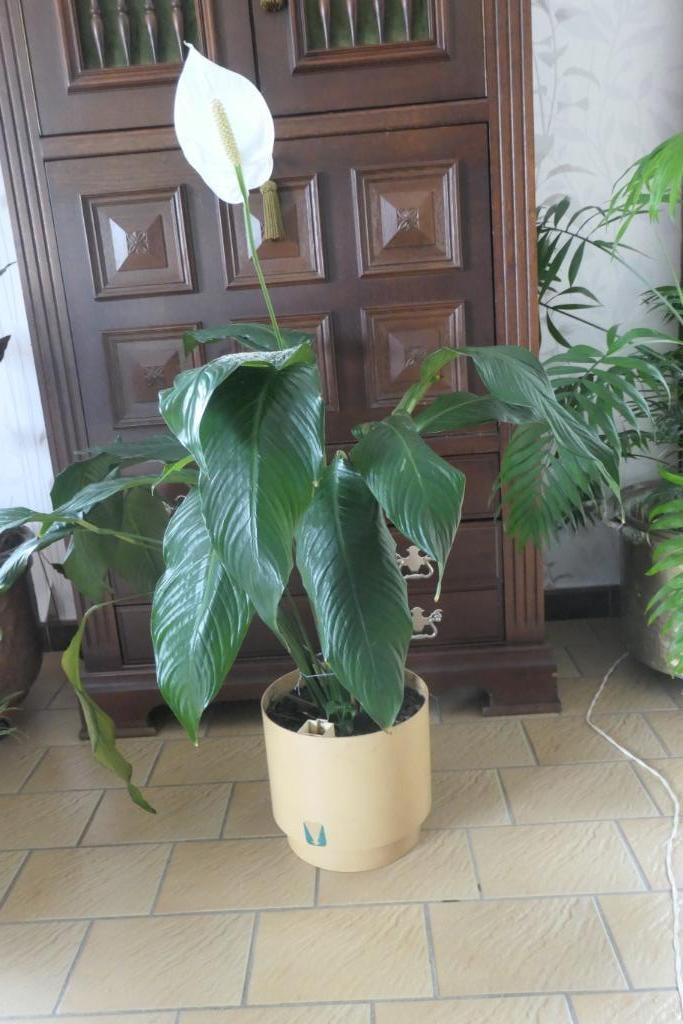 plante verte, Ophalen, Overige soorten, Halfschaduw, In pot