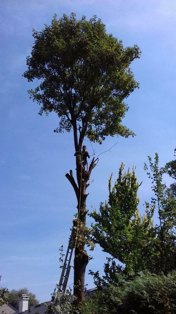 Elagage, Abattage, Dessouchage, Parc et jardin., Services & Professionnels, Garantie, Construction de jardin ou d'étang