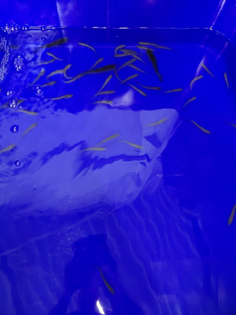 Graskarper, Dieren en Toebehoren