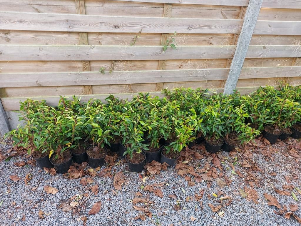 Prunus lucitanica, Tuin en Terras, Ophalen
