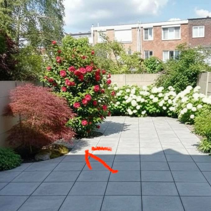 Japanese Acer Atropurpureum red Japanse esdoorn, Tuin en Terras, Ophalen