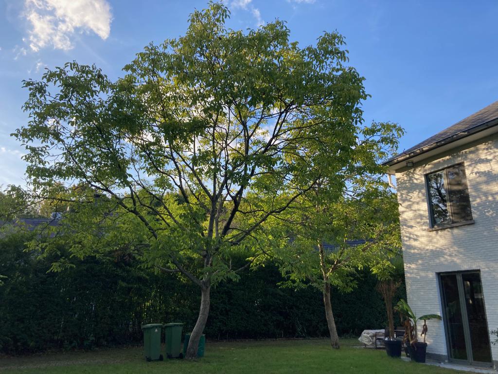 bio walnotenbomen, Tuin en Terras, Ophalen, Minder dan 100 cm, In pot, Herfst