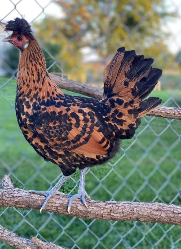 Appenzeller Spitskuif kippen jonge hennen beschikbaar, Femelle, Poule ou poulet