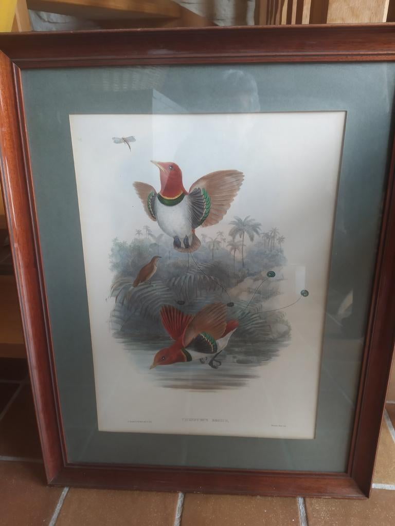 Tableau oiseau, Antiquités & Art, Enlèvement