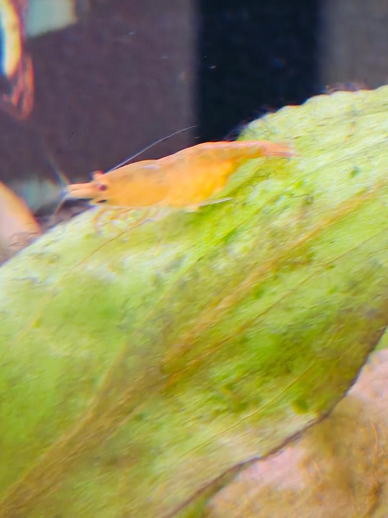 Aquarium garnalen oranje (neocaridina), Homard, Crabe ou Crevette, Poisson d'eau douce