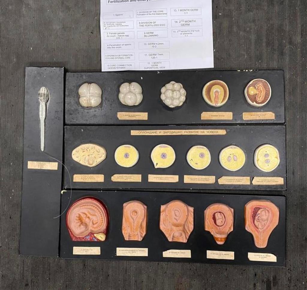 Didactische modellen "ontwikkeling menselijke embryo", Antiek en Kunst, Ophalen of Verzenden