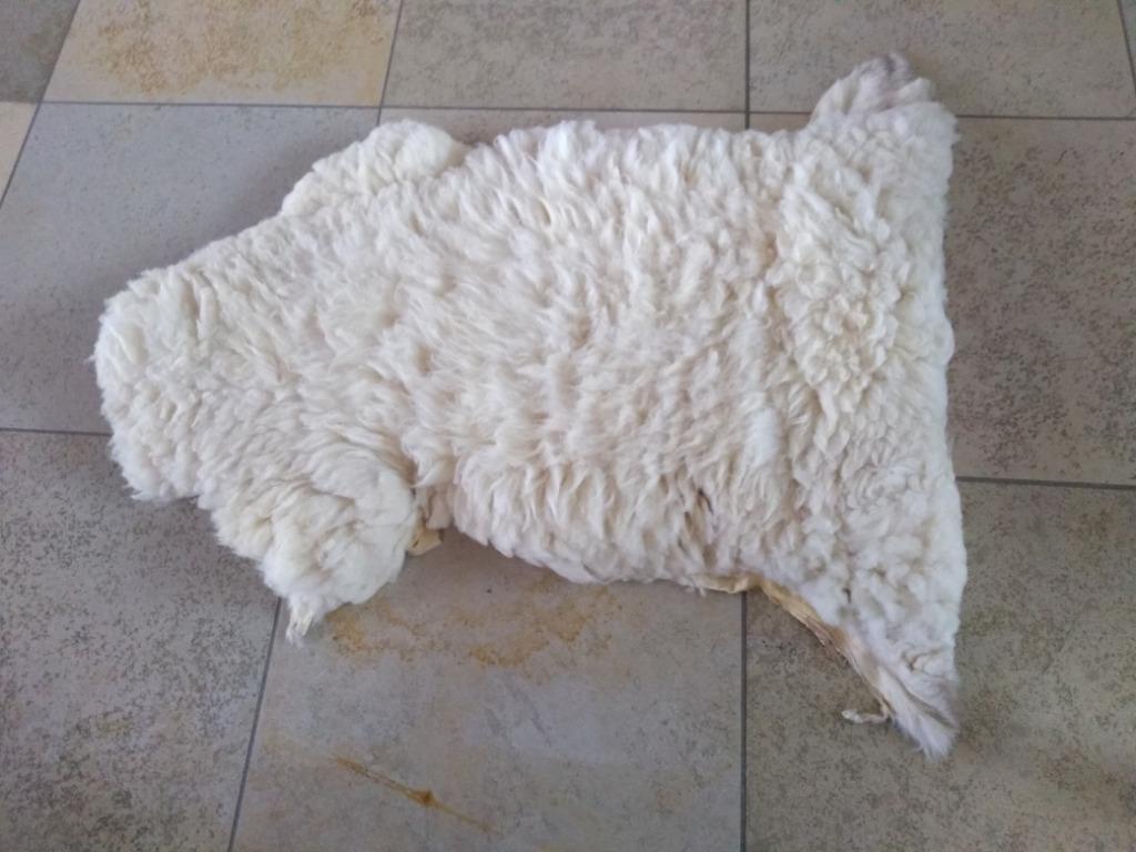 Schapenvacht  - echt  - van eigen schaap, Enlèvement, Neuf