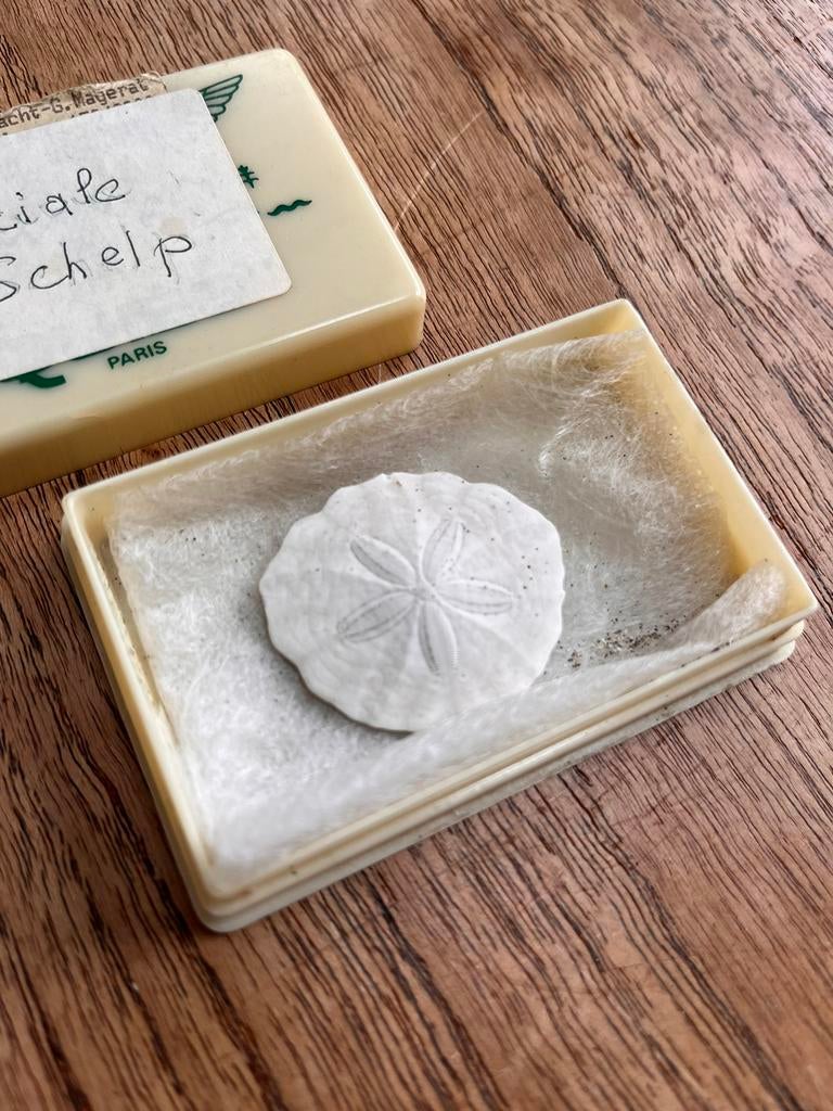Fossiele zee-egel, Verzamelen, Mineralen en Fossielen, Ophalen, Fossiel