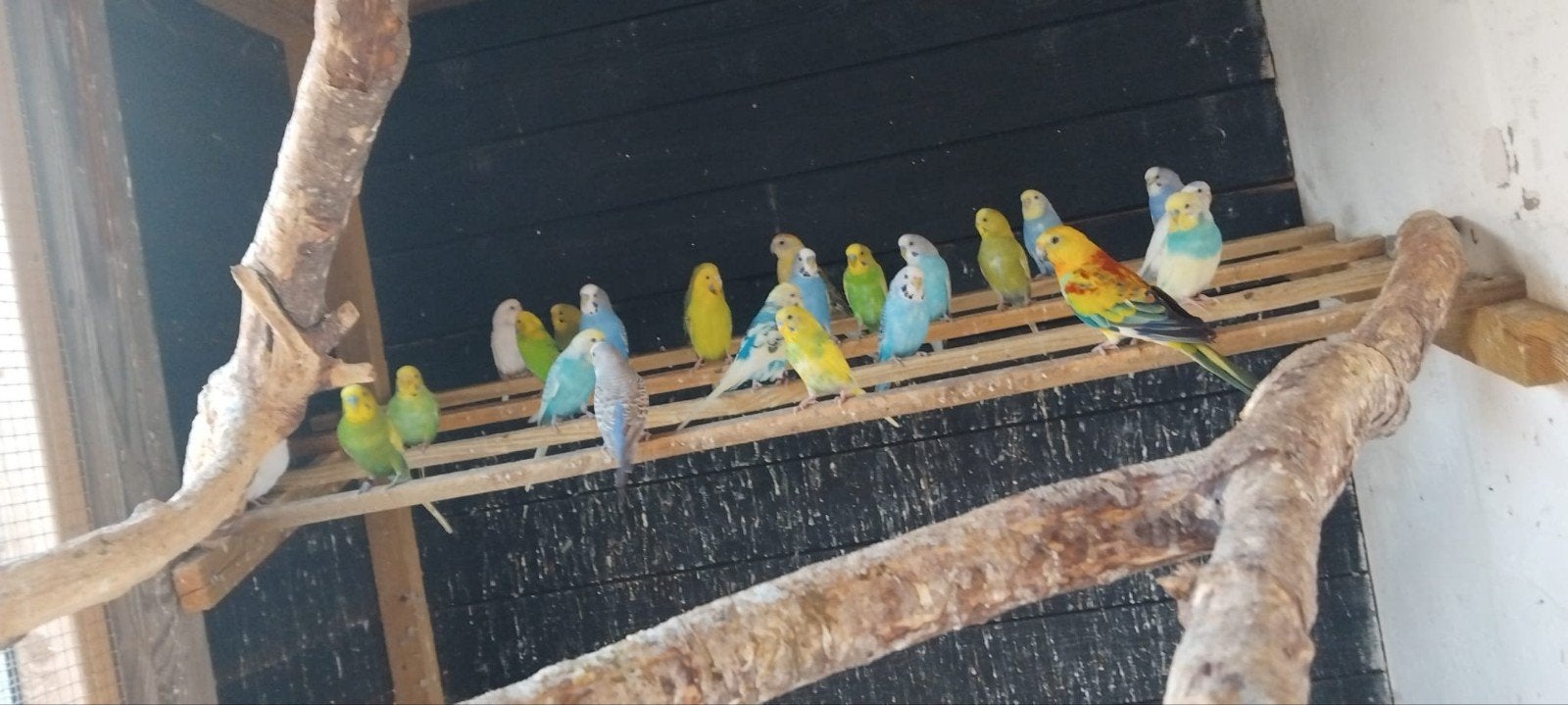 grasparkieten, Dieren en Toebehoren