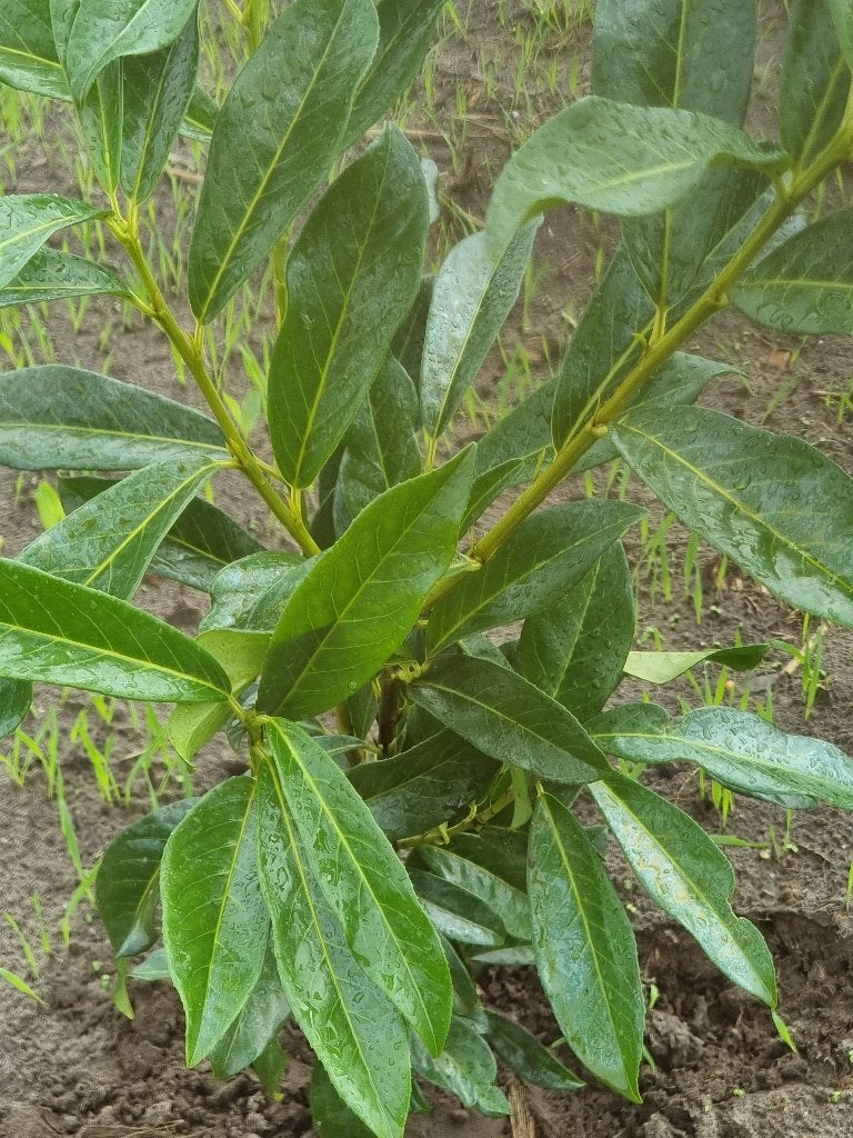 Prunus Genolia Laurier - Smal groeiende haagplant, Enlèvement, Laurier, Haie, Moins de 100 cm