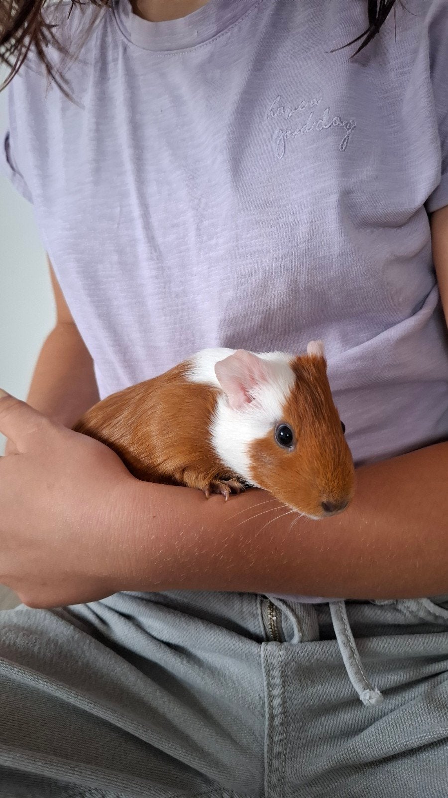 cavia zeugje en/of beertje, Juin, Domestique, Plusieurs animaux, Cobaye