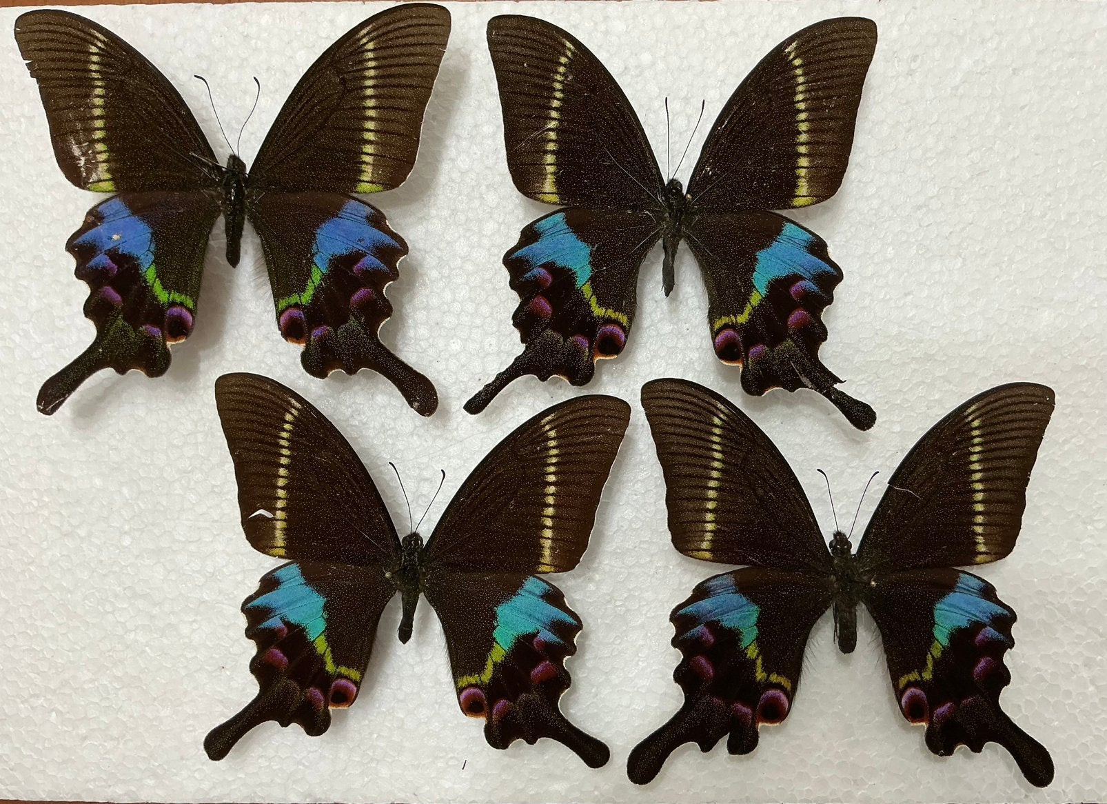 Papilio krishna vlinders A2, Ophalen