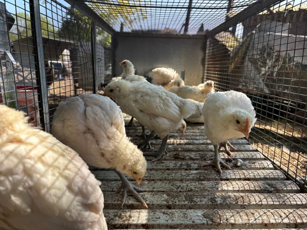 Kuikens Poule de Bresse, Dieren en Toebehoren, Pluimvee, Geslacht onbekend