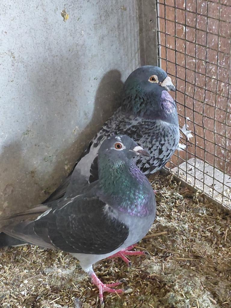 Koppel duiven, Dieren en Toebehoren