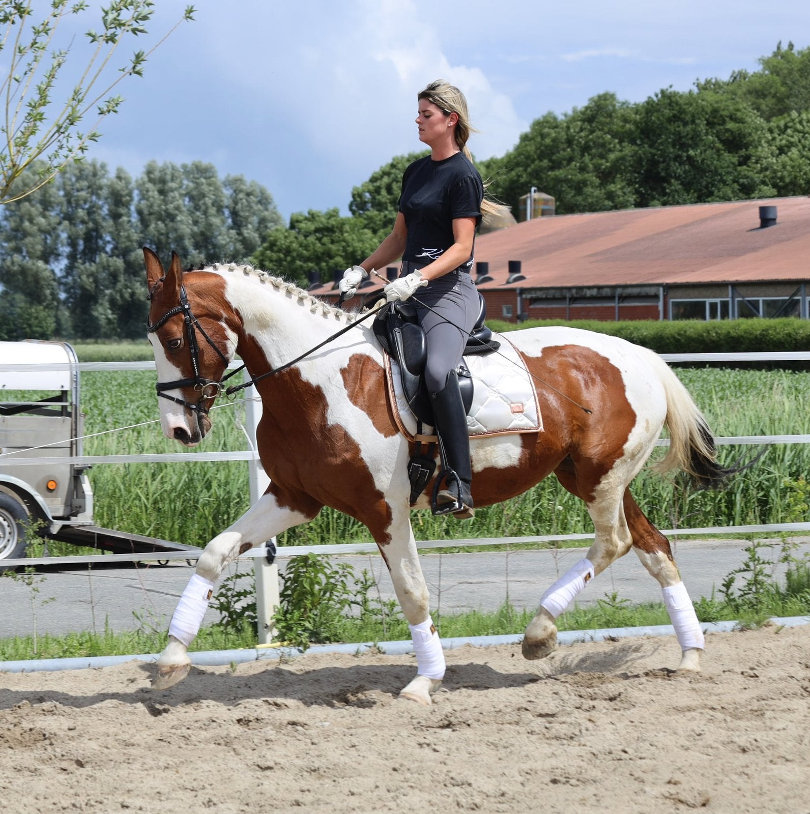 Knappe allround merrie, Dieren en Toebehoren, Merrie