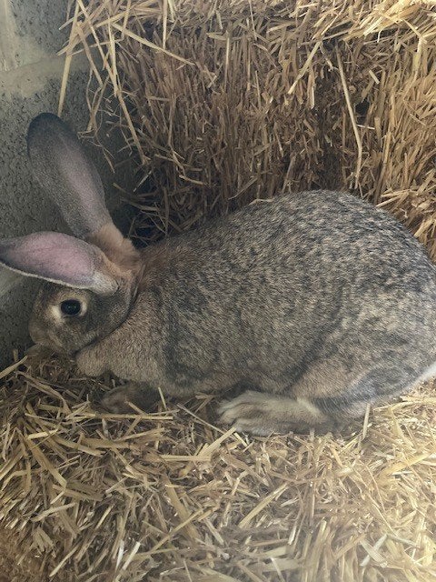 Zachtaardige voedster te koop, Dieren en Toebehoren, Vrouwelijk, Groot, 0 tot 2 jaar