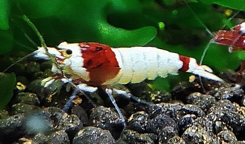 Crystal Red Pure Red Line garnalen, Dieren en Toebehoren, Ophalen