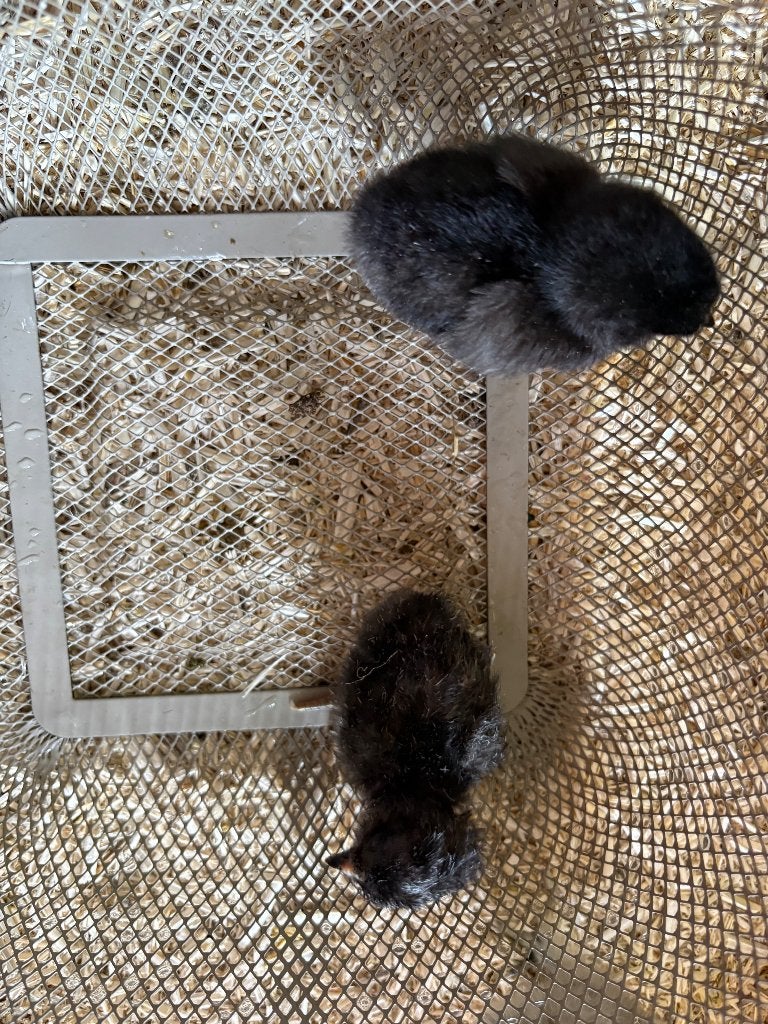 araucana hennen, Dieren en Toebehoren, Vrouwelijk, Kip