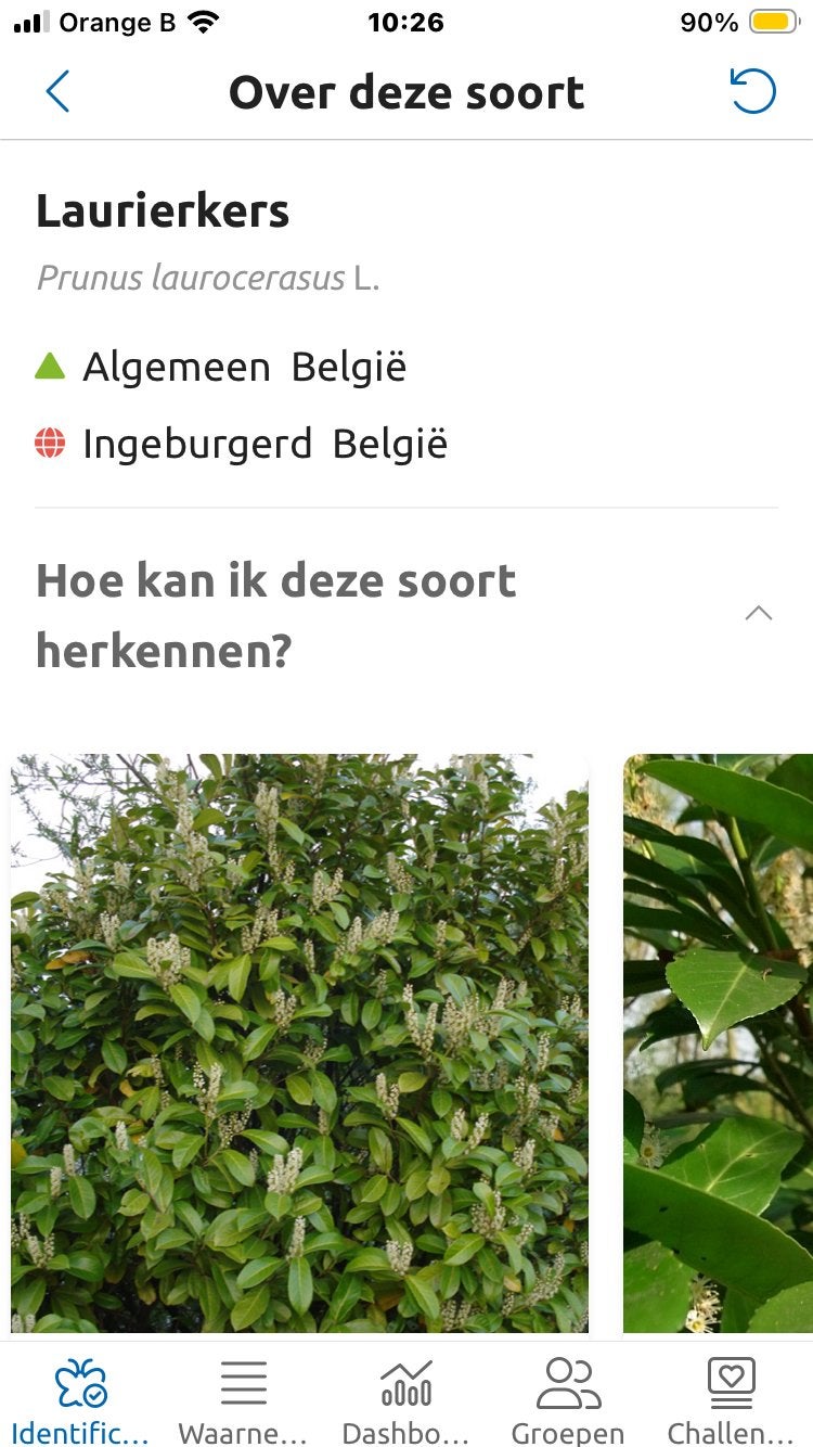 Lauriekers, Tuin en Terras, Planten | Struiken en Hagen, Ophalen, Haag
